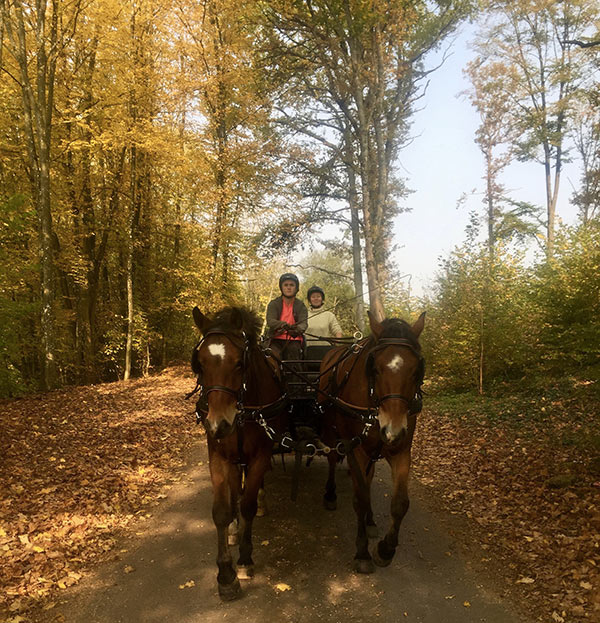 equestrian farm la chenaie located in Givonne Ardennes