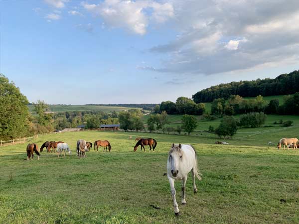 Ferme équestre de la Chenaie Givonne Ardennes